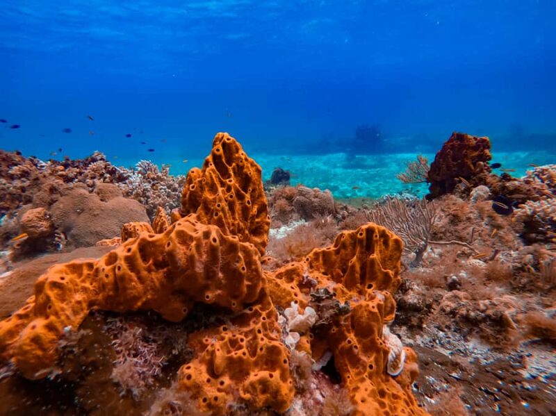 Cozumel Catamaran Snorkeling Tour & lunch - El Cielo Bay: Starfish Paradise