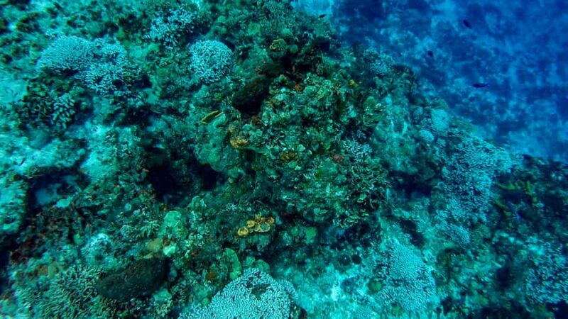 Cozumel Catamaran Snorkeling Tour & lunch - Drinks and Beverages Post-Snorkeling