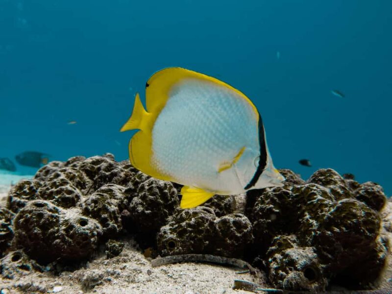 Cozumel: Chankanaab Park Admission+ Snorkel+ Welcome drink - Value and Limitations Compared to Similar Tours