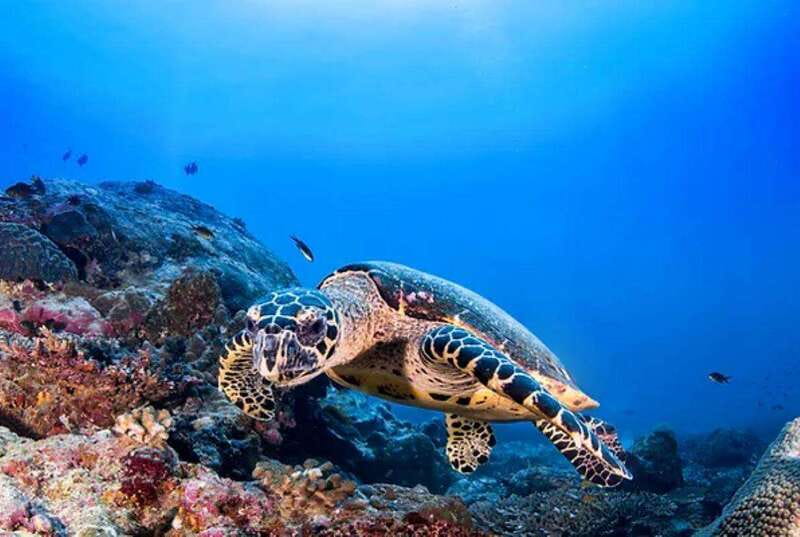 Cozumel: Discover Scuba Diving for Non-Certified Divers - Full Equipment Provided for Peace of Mind