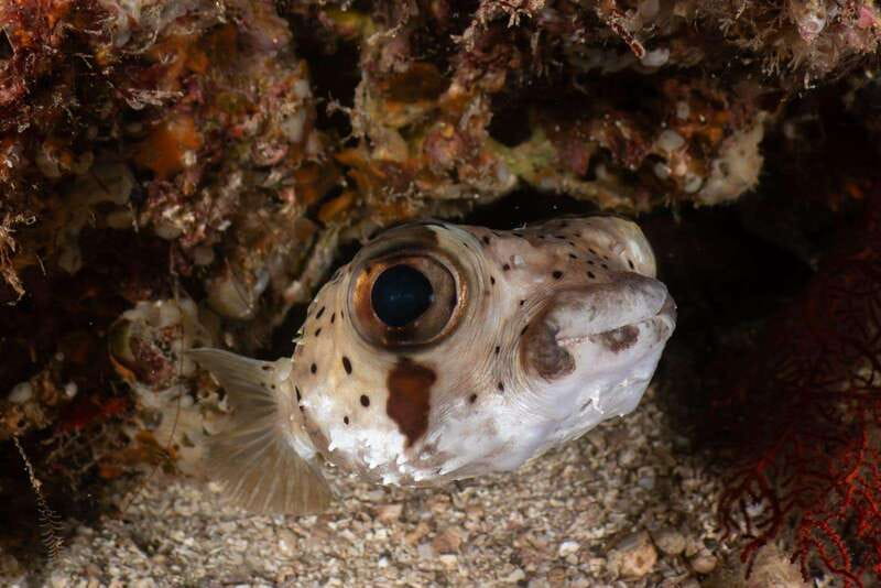 Cozumel Discover Scuba Diving from boat - How the Tour Works: From Classroom to Reef