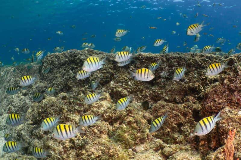 Cozumel Discover Scuba Diving from boat - Frequently Asked Questions