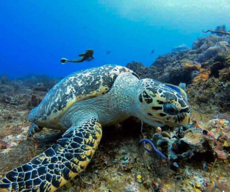 Cozumel: Discover Scuba Diving - The Starting Point at Marina FONATUR Cozumel