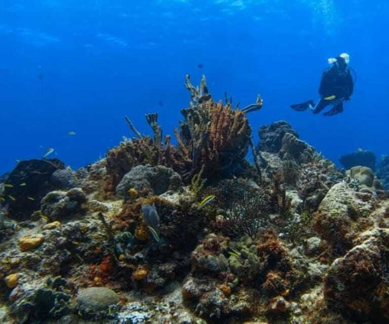 Cozumel: Discover Scuba Diving - Logistics and Practical Tips for Participants