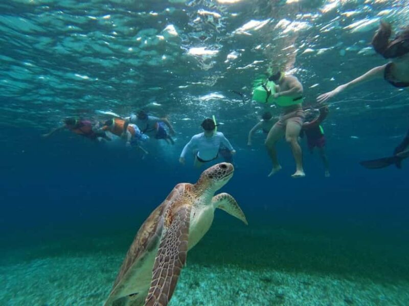 Cozumel, El Cielo: 4-Hour Shared Snorkeling Tour - Discover Cozumel’s Best Snorkeling Spots with a 4-Hour Tour
