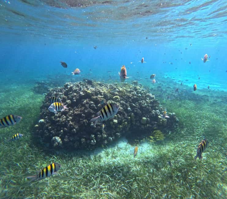 Cozumel, El Cielo: 4-Hour Shared Snorkeling Tour - Starting Point at El Mayor Snorkeling Tours Near the Marina