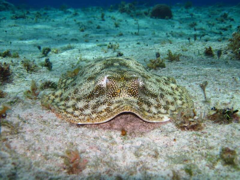 Cozumel: El Cielo & Palancar Snorkel with Open Bar & Ceviche - The Open Bar and Refreshments
