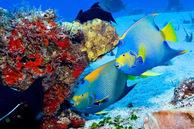 Cozumel: El Cielo & Palancar Snorkel with Open Bar & Ceviche - The Value and Overall Experience