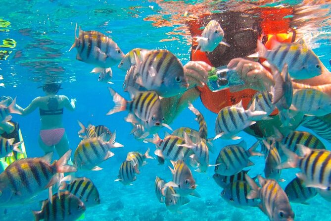 Cozumel El Cielo Reef Snorkel with Round Transportation - El Cielo and Colombia Reef: The Main Snorkeling Highlights