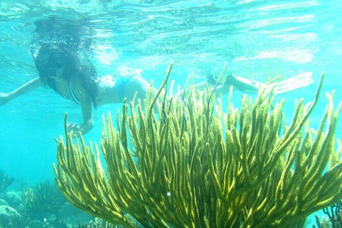 Cozumel El Cielo Sandbar and Reef Snorkeling Private Adventure - Why Choose the Cozumel El Cielo Snorkeling Tour?