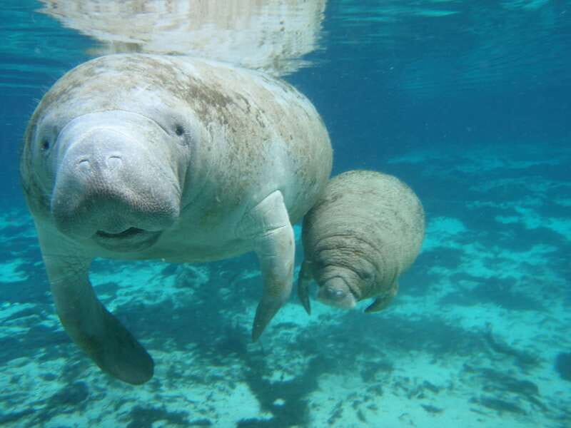Cozumel: Manatee Encounter, Chankanaab Admission and Buffet - Key Points