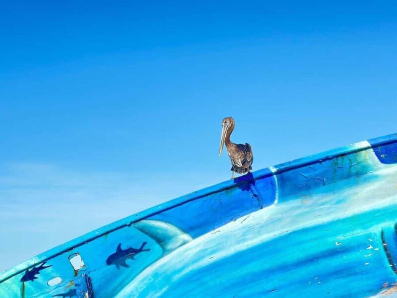 Cozumel Mayan Experience and San Gervasio Mayan Ruins - Practical Details: Meeting Points and Timing