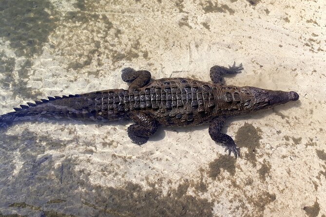 Cozumel National Park and Beach Break: Private Tour - Visiting Punta Sur Eco Beach Park: Crocs, Lighthouse, and Serene Beaches