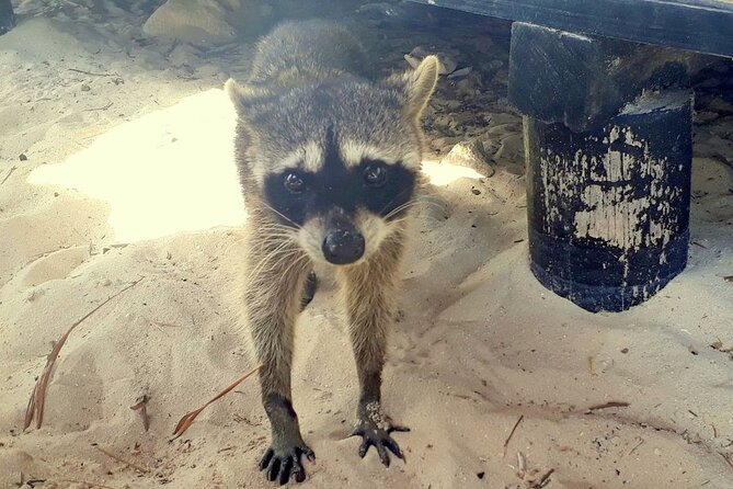 Cozumel National Park and Beach Break: Private Tour - Scenic Stops at Playa San Martin and Chen Rio