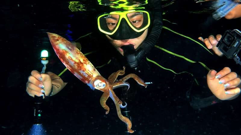 Cozumel: Night Snorkel Adventure - Discover Cozumel’s Unique Night Snorkel Adventure for $84