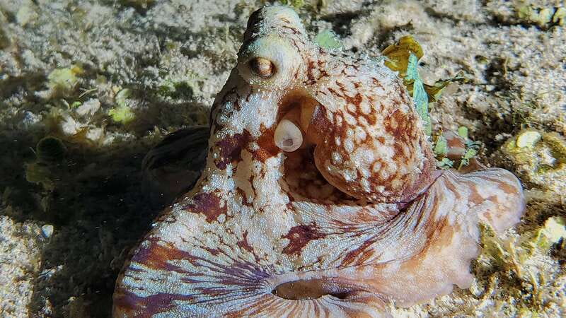 Cozumel: Night Snorkel Adventure - What Makes the Night Snorkel Different from Day Tours