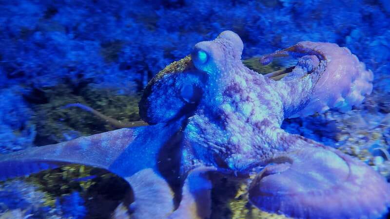 Cozumel: Night Snorkel Adventure - The Equipment and Safety Protocols