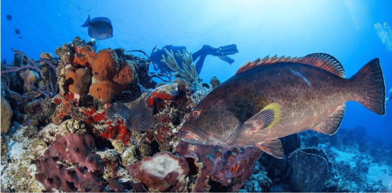 Cozumel: Ocean Dive - What to Expect During the Two Dives