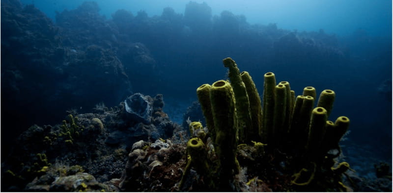 Cozumel: Ocean Dive - Practical Details: Group Size, Timing, and Cancellation Policy