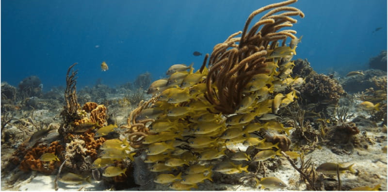 Cozumel: Ocean Dive - Cost Breakdown: Whats Included and Whats Not