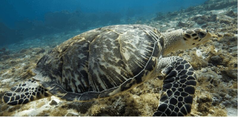 Cozumel: Ocean Dive - Logistics and Accessibility