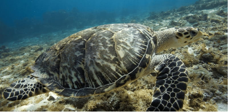 Cozumel: Ocean Dive - Why Choose DIVE MIKE’s Ocean Dive Tour?