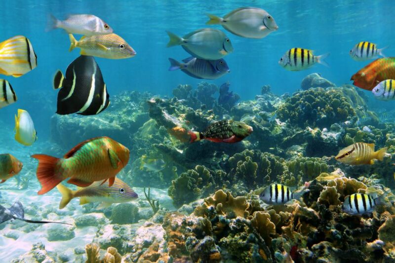 Cozumel: One Tank Scuba Dive and Full Chankanaab Park Access - Full Access to Chankanaab Park’s Facilities