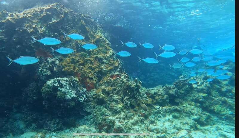 Cozumel, Passion Island: 4-Hour Private Tour - An Intimate, Customizable Snorkeling Adventure on Cozumel’s North Side