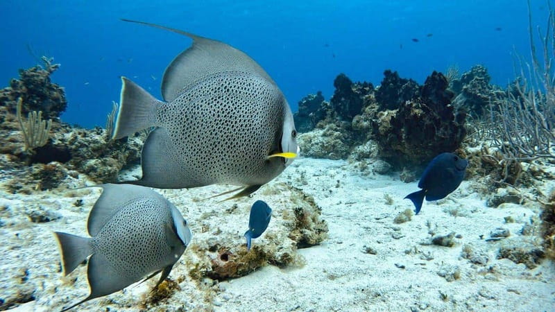 Cozumel, Passion Island: 4-Hour Private Tour - Guides and Safety: Experienced and Friendly