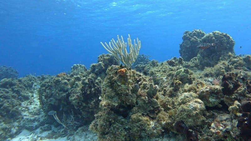 Cozumel, Passion Island: 4-Hour Private Tour - What Sets This Tour Apart from Similar Experiences