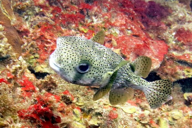 Cozumel Private 4-Hour Boat Tour to Passion Island - The Guided Snorkeling Experience with Knowledgeable Guides