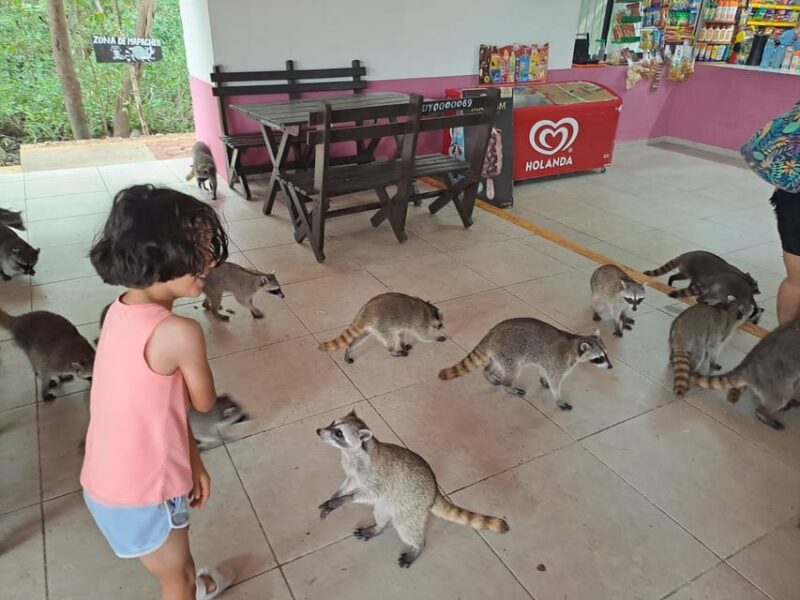 Cozumel: Private Car, Driver & Certified Tour Guide - Safety and Accessibility Considerations