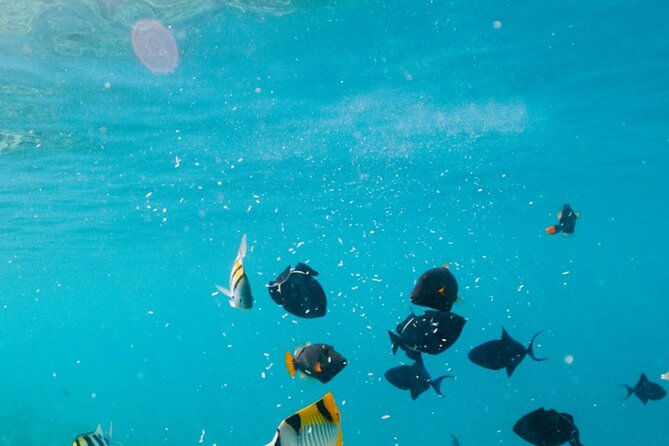 Cozumel: Private Snorkel Experience at Skyreef Beach Club - Key Points