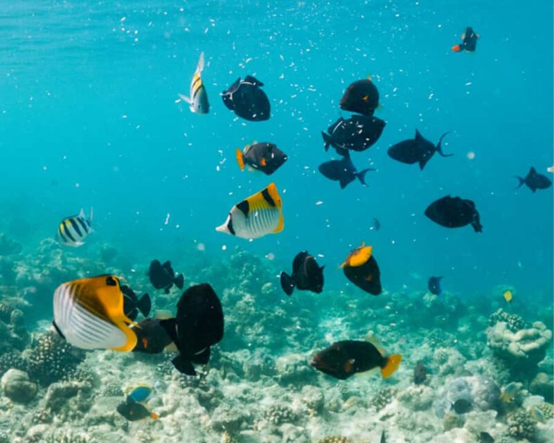 Cozumel: Private Snorkel Experience at Skyreef Beach Club - Visit El Aerolito Cenote for Freshwater Refreshment