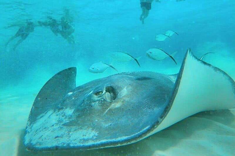 Cozumel: Private Snorkel Tour El Cielo + 3 Reefs Food Drinks - Key Points