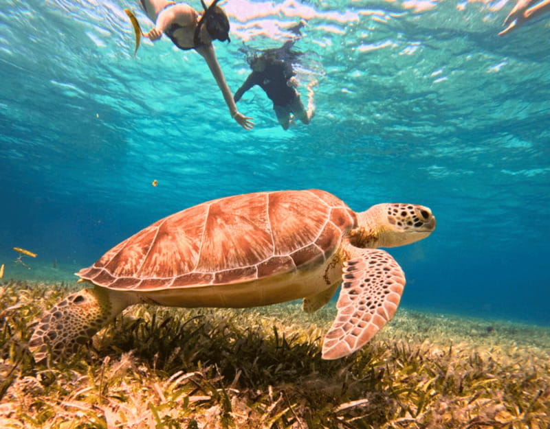 Cozumel: Private Snorkel Tour El Cielo + 3 Reefs Food Drinks - Snorkeling at Palancar Reef and Colombia Reef