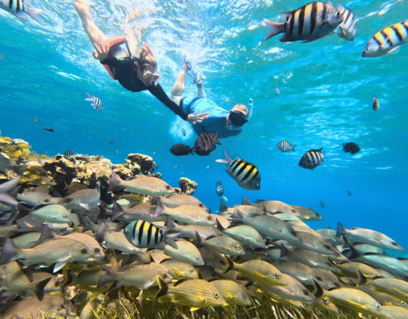 Cozumel: Private Snorkel Tour El Cielo + 3 Reefs Food Drinks - How This Tour Compares to Other Snorkeling Options