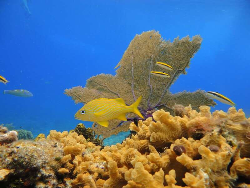 Cozumel: Private VIP Glass Bottom-Boat and Snorkeling Tour - Comparing with Similar Snorkel Tours in Cozumel