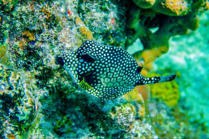 Cozumel Reef Snorkeling Tour - Key Points