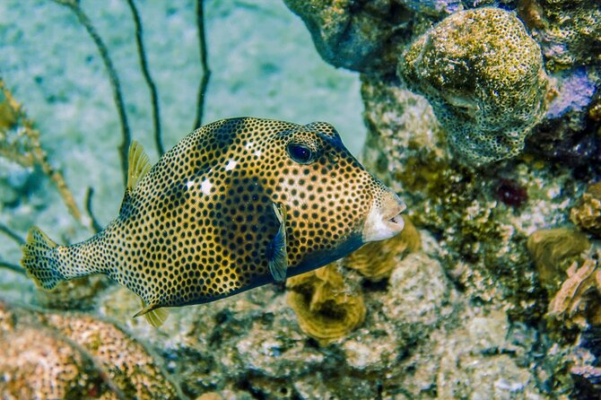Cozumel Reef Snorkeling Tour - What’s Included in the Tour