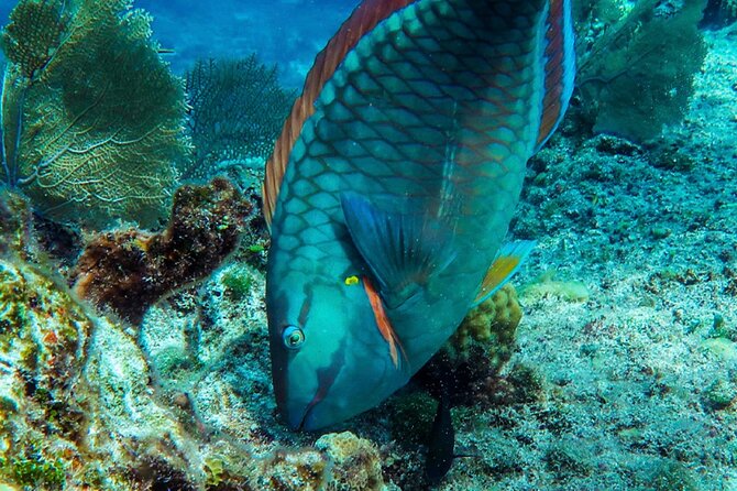 Cozumel Reef Snorkeling Tour - Weather and Cancellation Policies