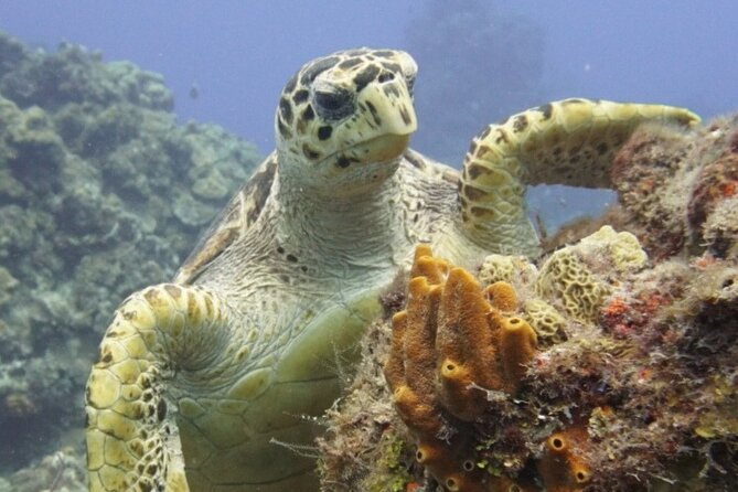 Cozumel Reef Suba Diving Adventure for Certified Divers - Comfortable Boats Designed for Relaxed Reef Exploration