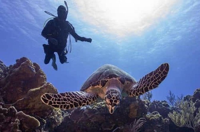 Cozumel Reef Suba Diving Adventure for Certified Divers - Lunch and Rest Breaks Between Dives