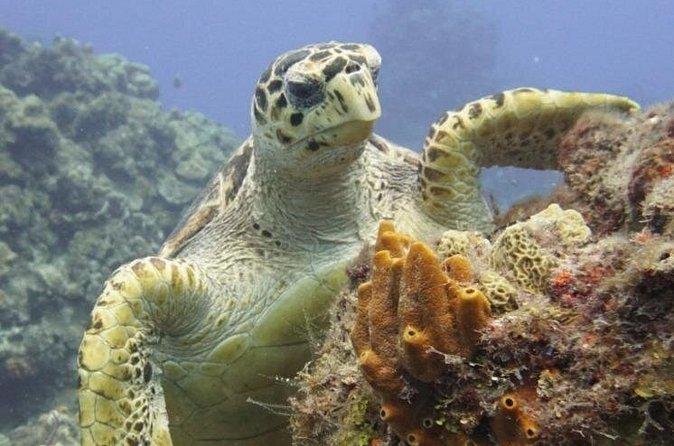 Cozumel Reef Suba Diving Adventure for Certified Divers - The Reefs: What Makes Them Special