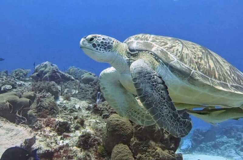 Cozumel Scuba Diving: 2 Tanks in the National Park for certified divers - The Marine Ecosystem and Common Encounters