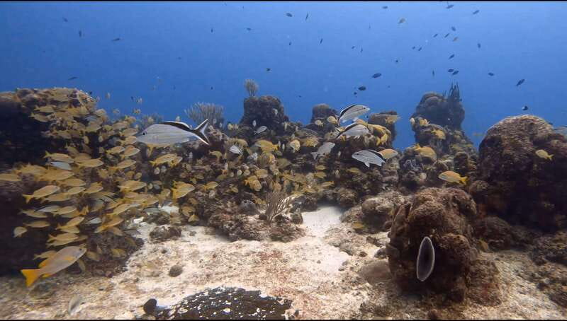 Cozumel Scuba Diving: 2 Tanks in the National Park for certified divers - Safety, Equipment, and Personalized Attention