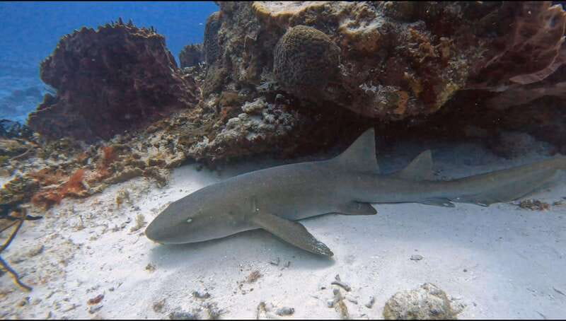 Cozumel Scuba Diving: 2 Tanks in the National Park for certified divers - Suitability and Limitations of the Tour