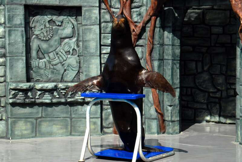 Cozumel: Sea Lion Program at Chankanaab Beach Adventure Park - Key Points