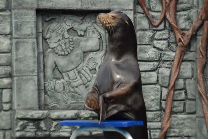 Cozumel: Sea Lion Program at Chankanaab Beach Adventure Park - Additional Activities and Park Facilities