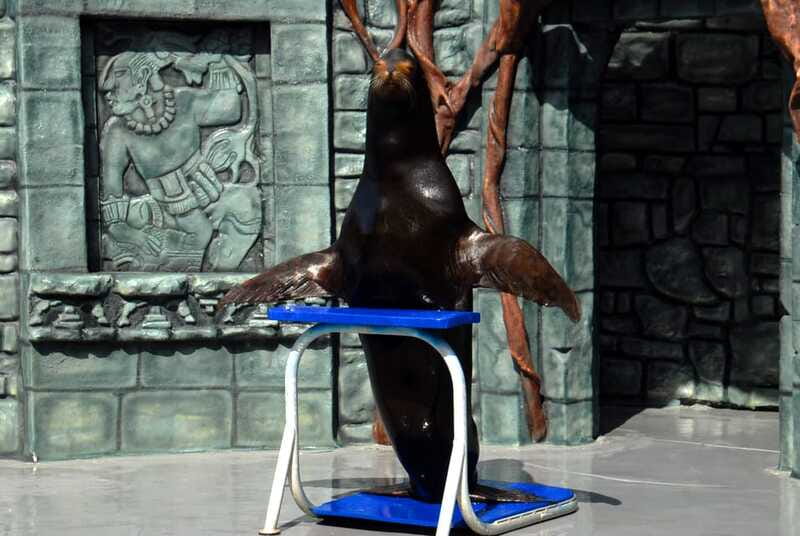 Cozumel: Sea Lion Program at Chankanaab Beach Adventure Park - Practical Details: Meeting Point and Logistics
